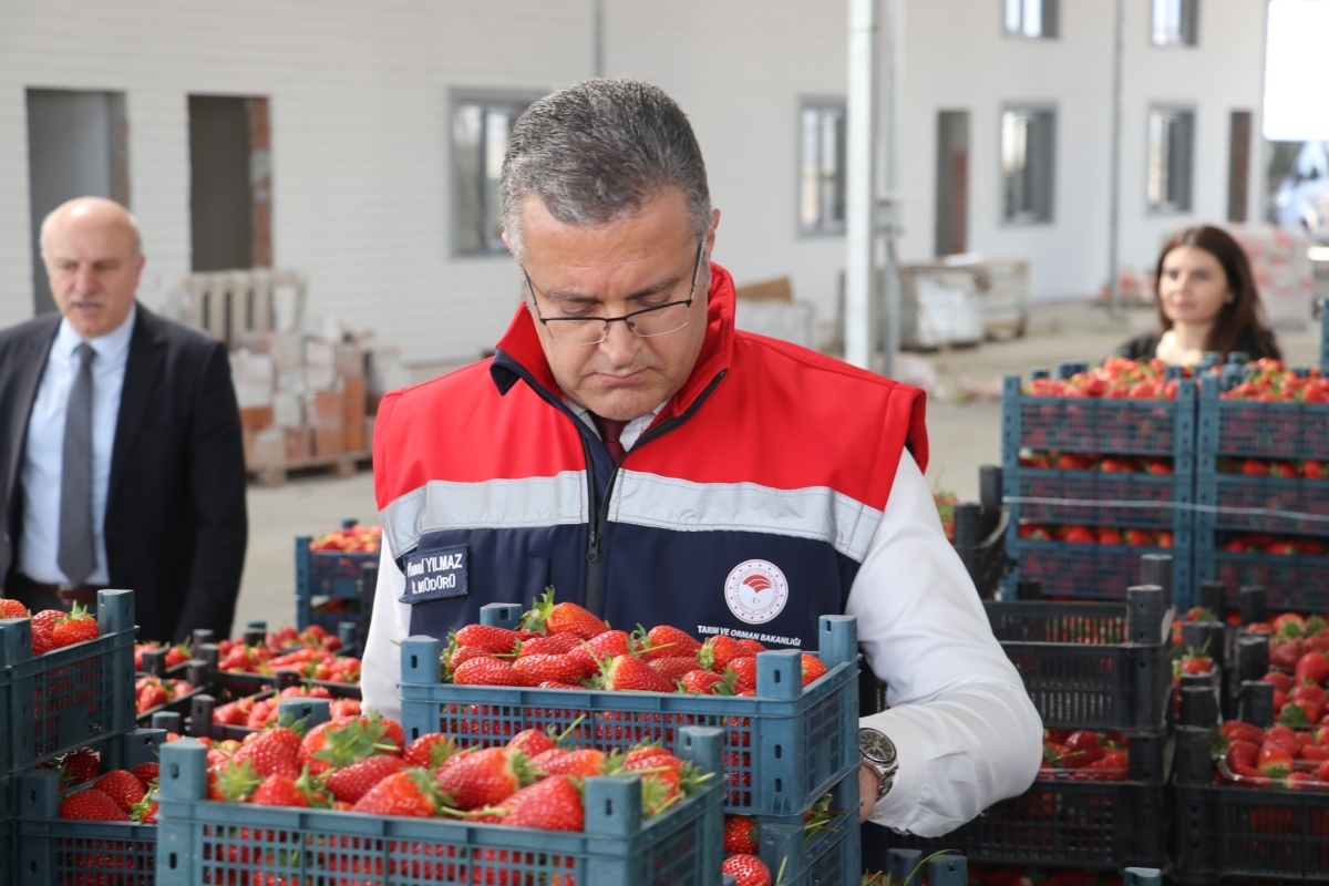 Bafra Sera OTB’de Üretim Çarkları Dönüyor