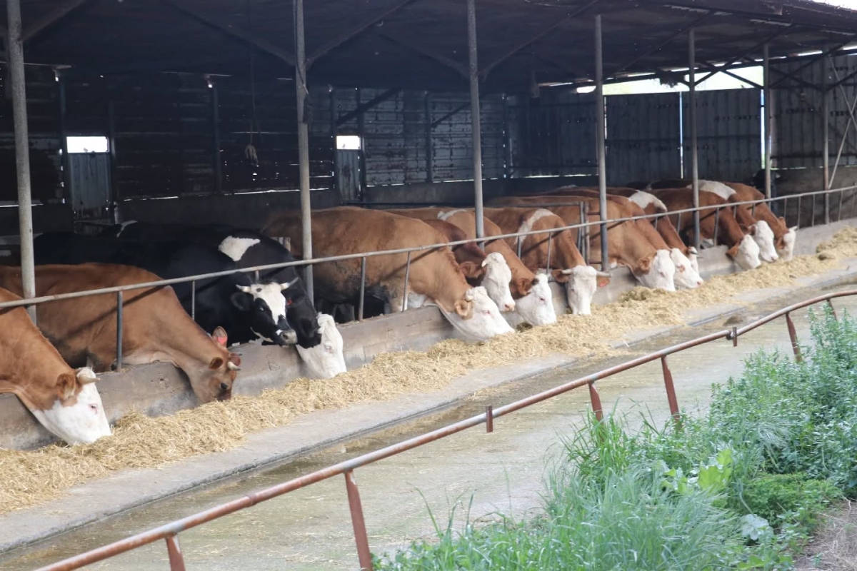 Samsun; Hayvancılıkta İlerleme Katediyor