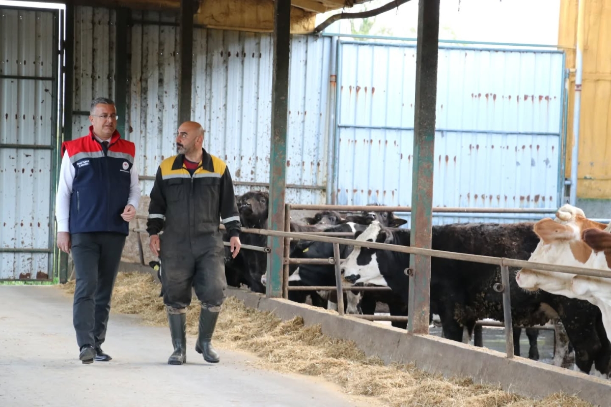 Samsun; Hayvancılıkta İlerleme Katediyor