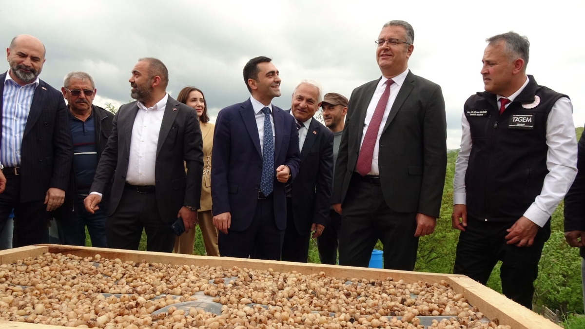Kavak’ta Uygulamalı Salep Hasadı Etkinliği