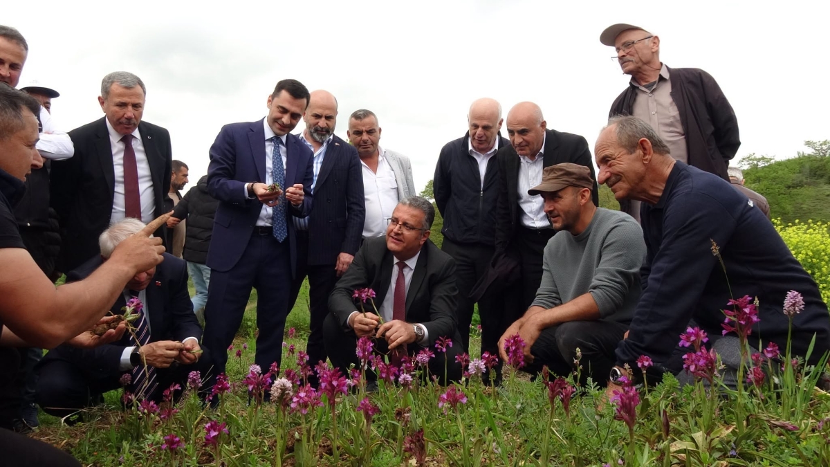 Kavak’ta Uygulamalı Salep Hasadı Etkinliği