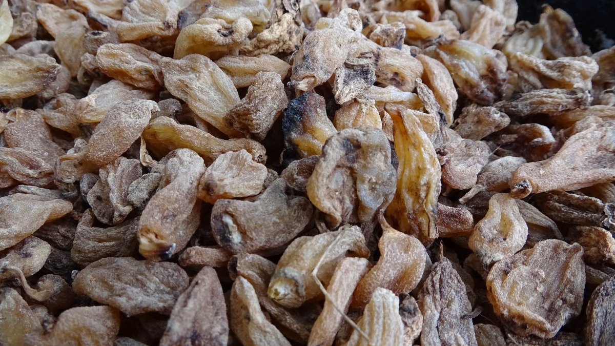 Kavak’ta Uygulamalı Salep Hasadı Etkinliği