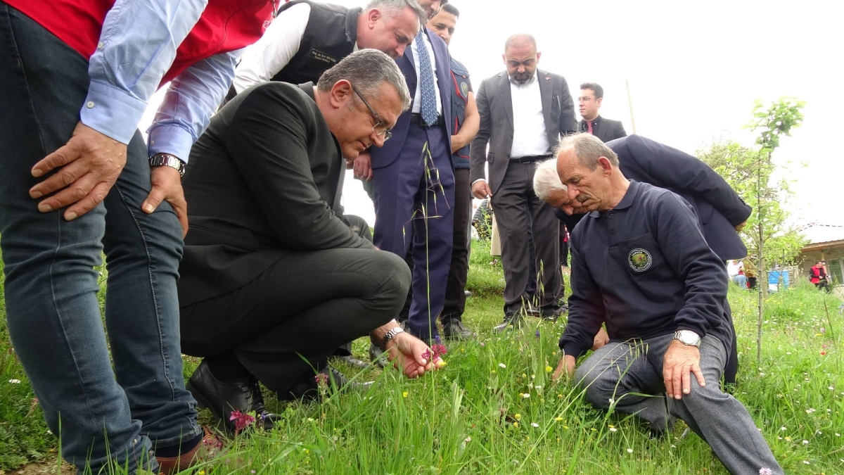 Kavak’ta Uygulamalı Salep Hasadı Etkinliği
