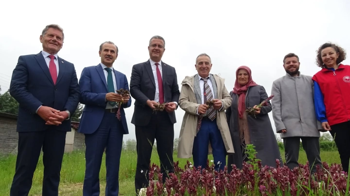 Samsun’da Salep Üretimi Katlanarak Büyüyor