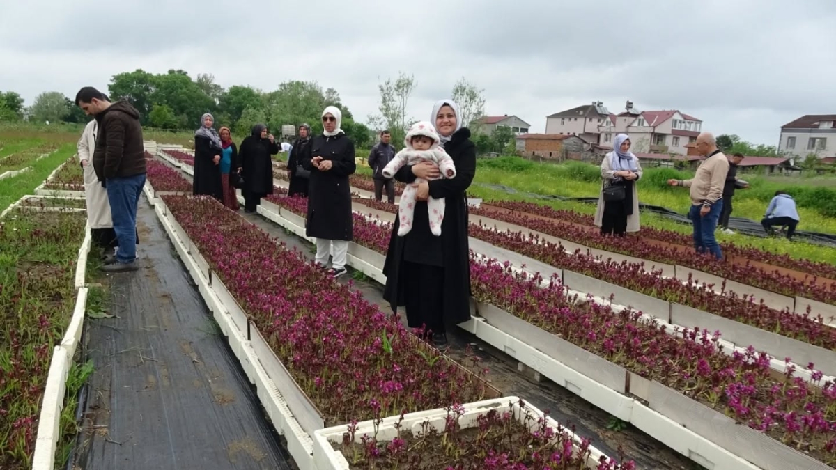 Samsun’da Salep Üretimi Katlanarak Büyüyor
