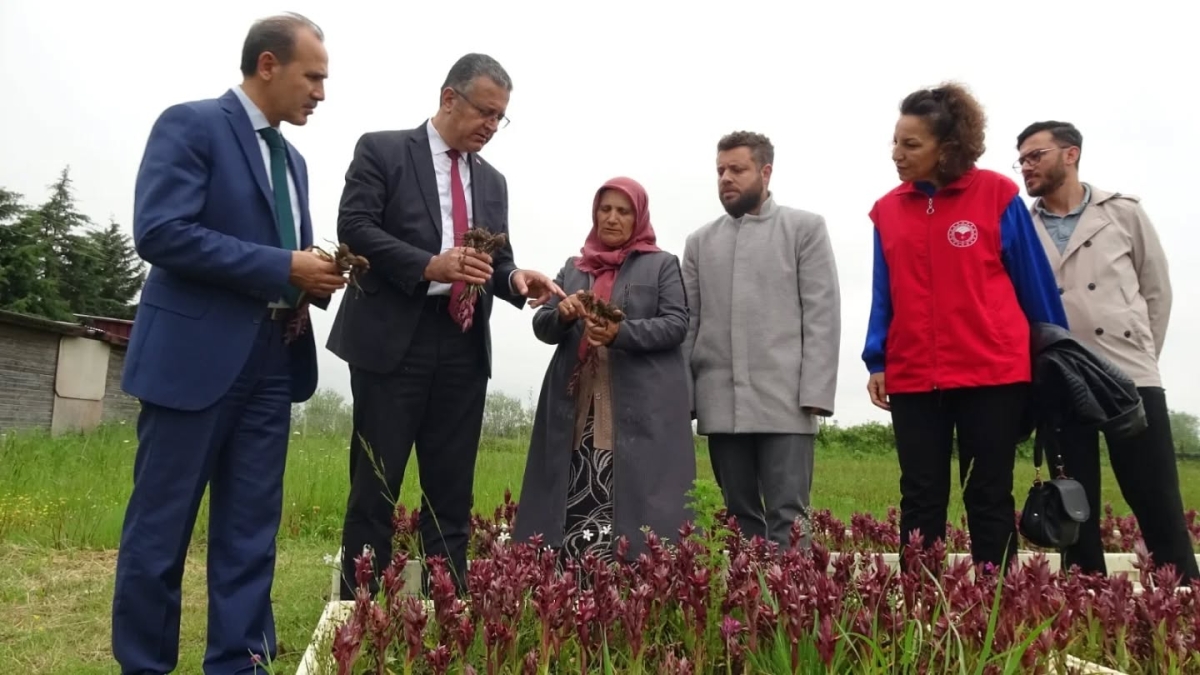 Samsun’da Salep Üretimi Katlanarak Büyüyor