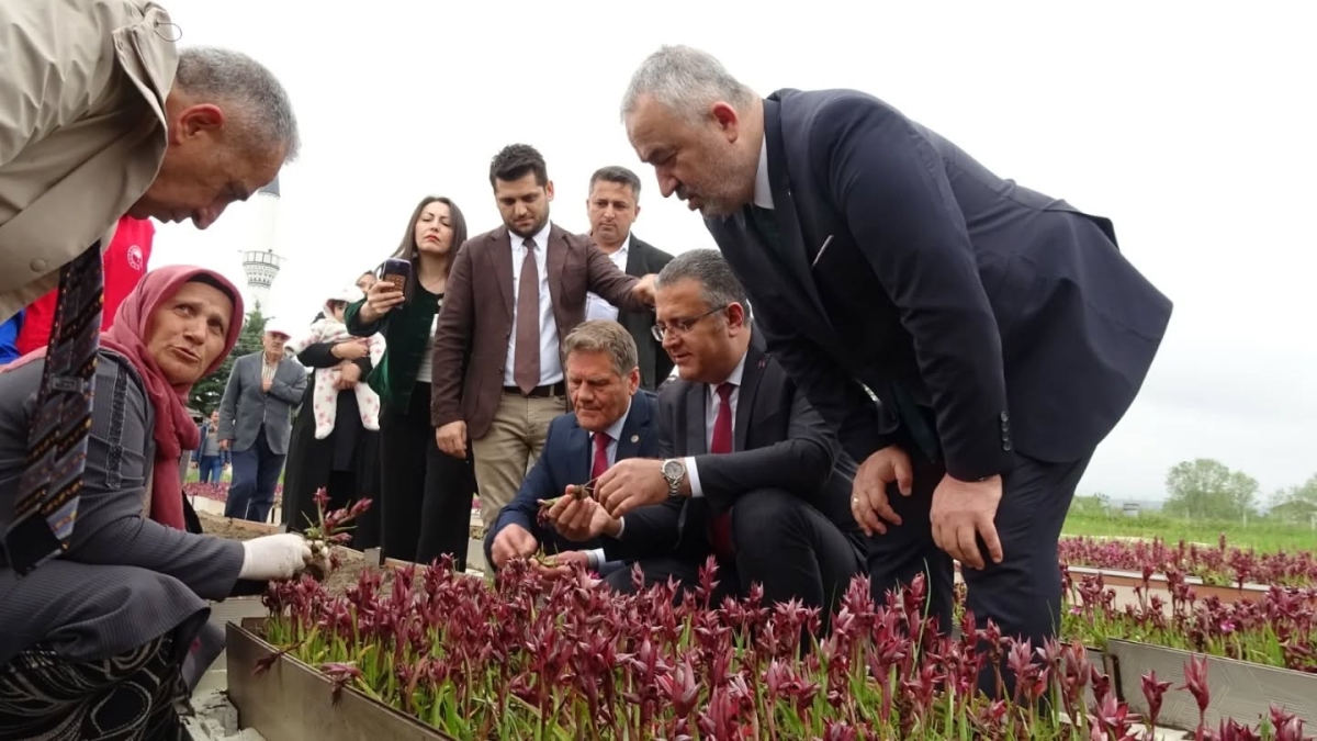 Samsun’da Salep Üretimi Katlanarak Büyüyor