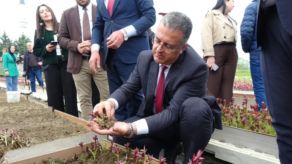 Samsun’da Salep Üretimi Katlanarak Büyüyor