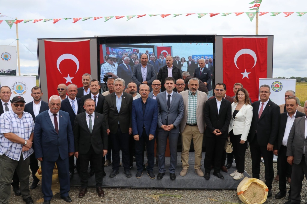 Alaçam İlçesinde Çeltik Hasadı Yapıldı