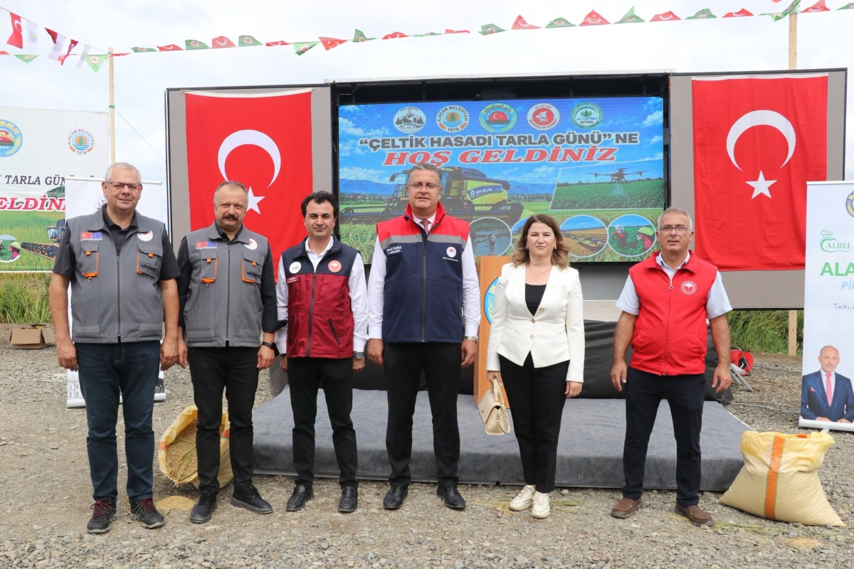 Alaçam İlçesinde Çeltik Hasadı Yapıldı