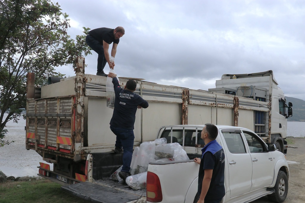 Bafra’ya 1 Milyon 125 Bin Yavru Balık Salındı