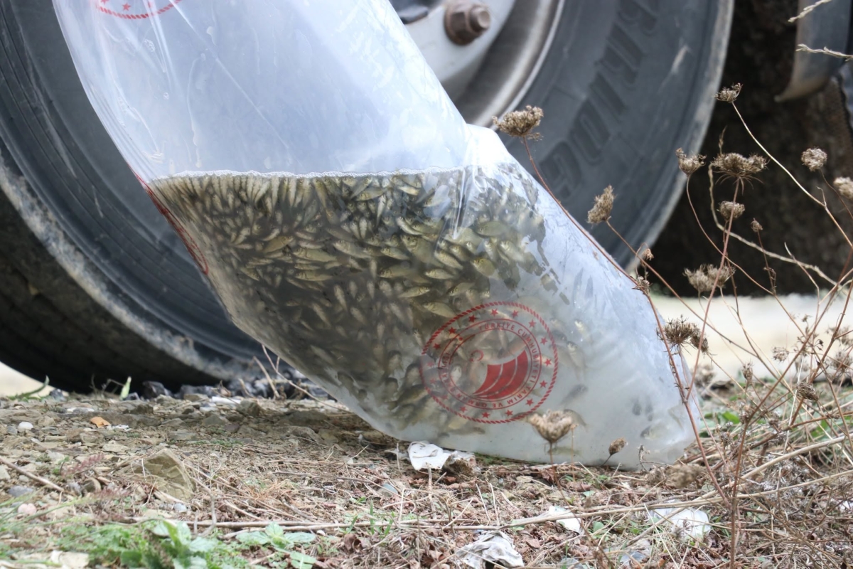 Bafra’ya 1 Milyon 125 Bin Yavru Balık Salındı