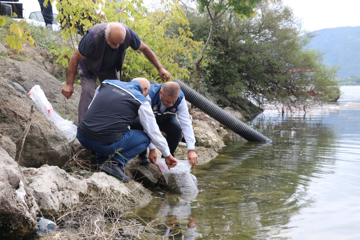 Bafra’ya 1 Milyon 125 Bin Yavru Balık Salındı