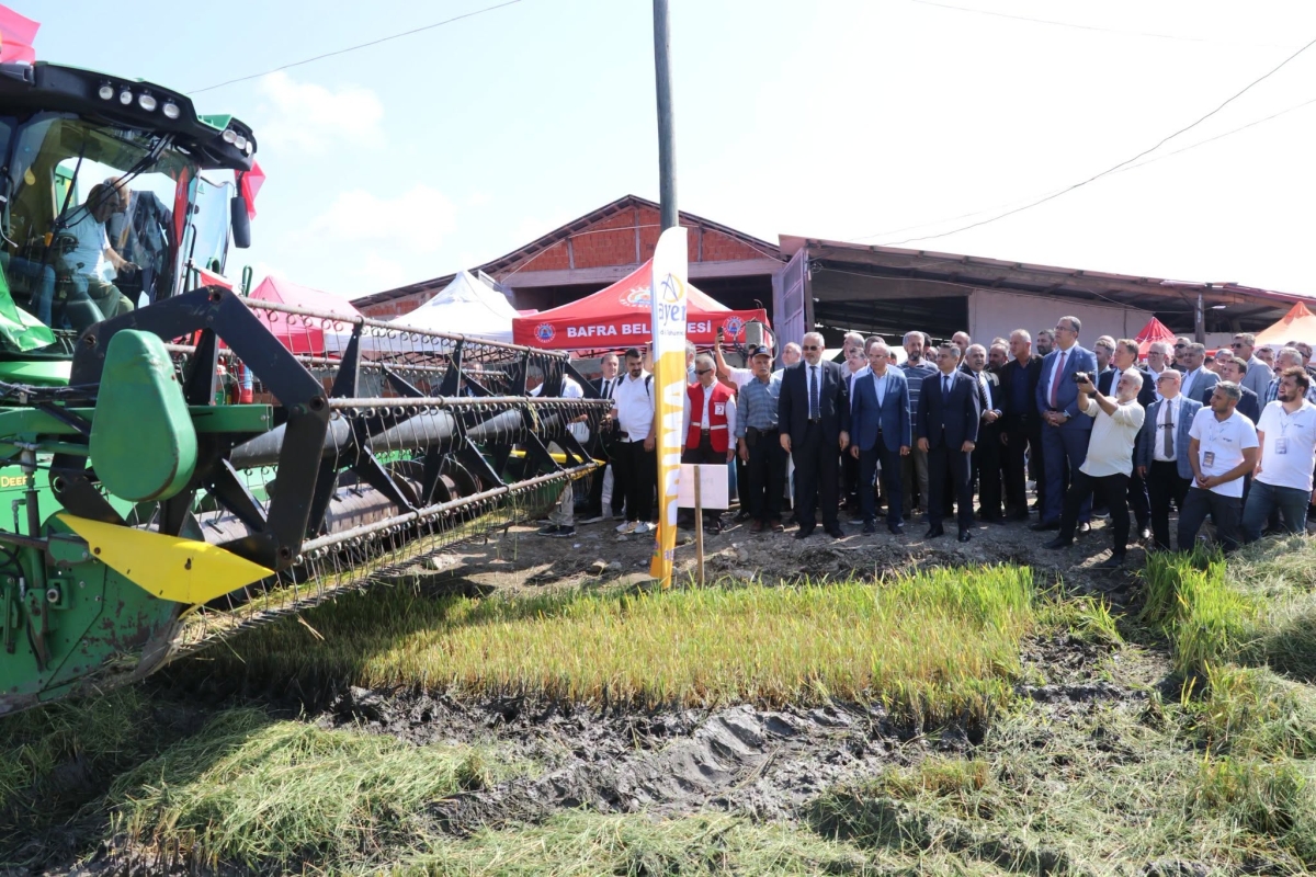 Bafra Ovası’nda 12. Çeltik Hasadı Yapıldı