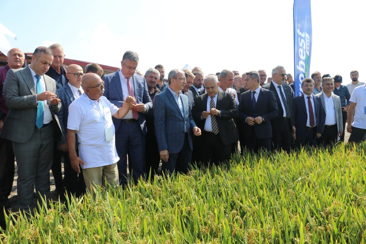 Bafra Ovası’nda 12. Çeltik Hasadı Yapıldı