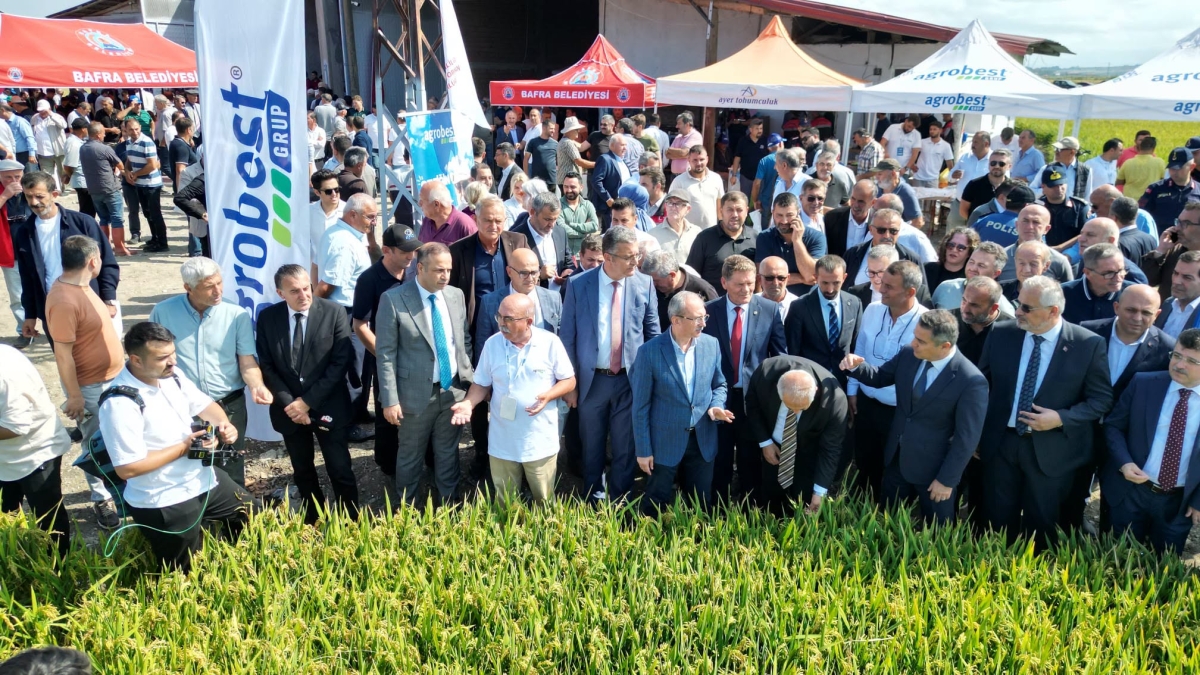 Bafra Ovası’nda 12. Çeltik Hasadı Yapıldı