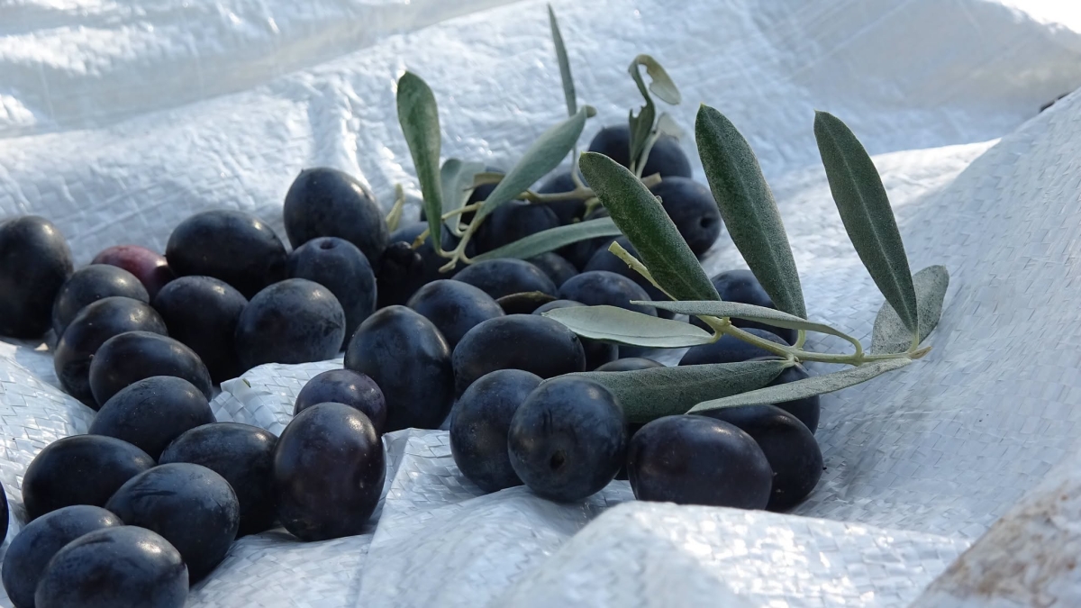 Alaçam’da Zeytin Yetiştiriciliği Yaygınlaşıyor