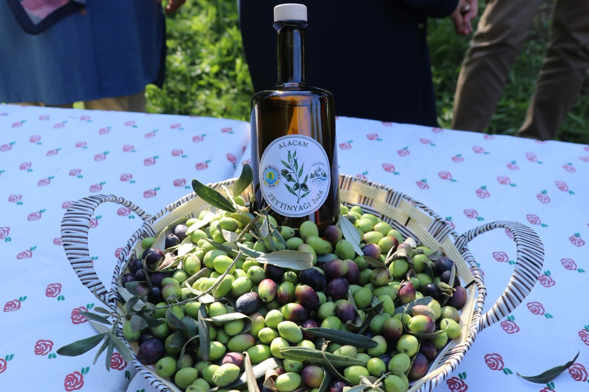 Alaçam’da Zeytin Yetiştiriciliği Yaygınlaşıyor
