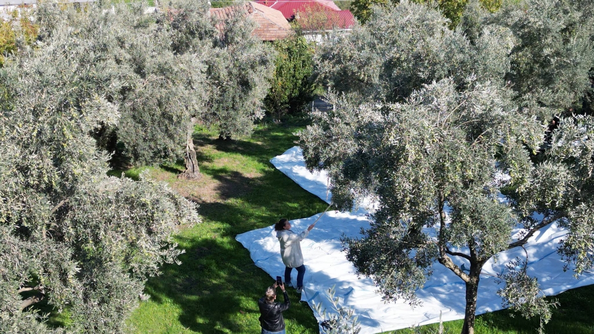 Alaçam’da Zeytin Yetiştiriciliği Yaygınlaşıyor