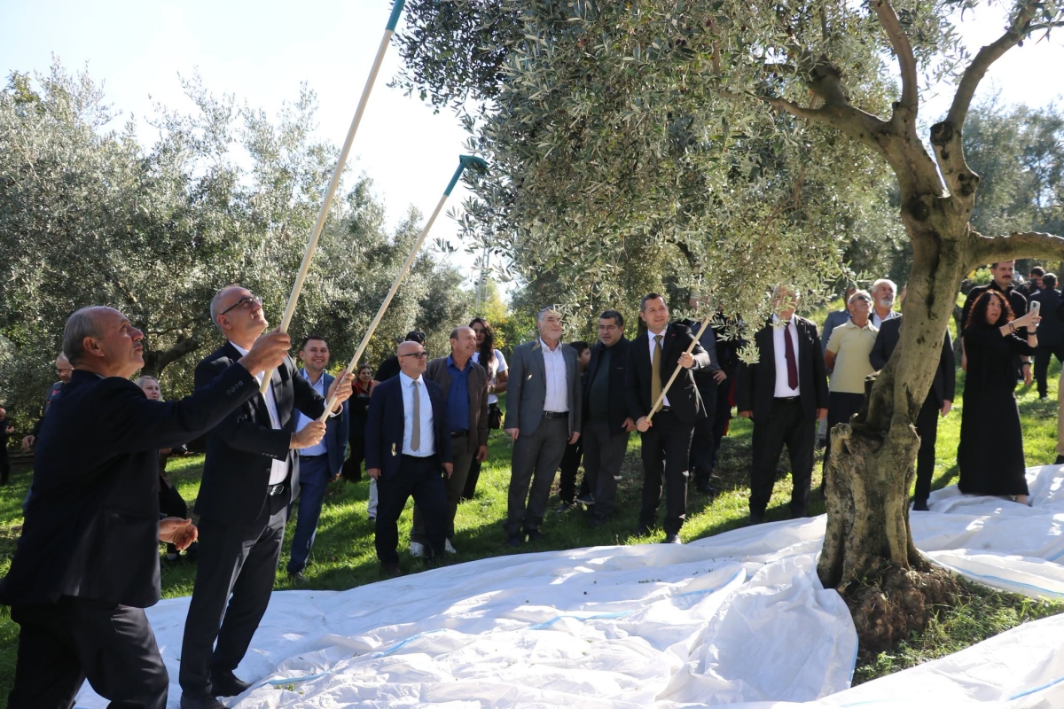 Alaçam’da Zeytin Yetiştiriciliği Yaygınlaşıyor