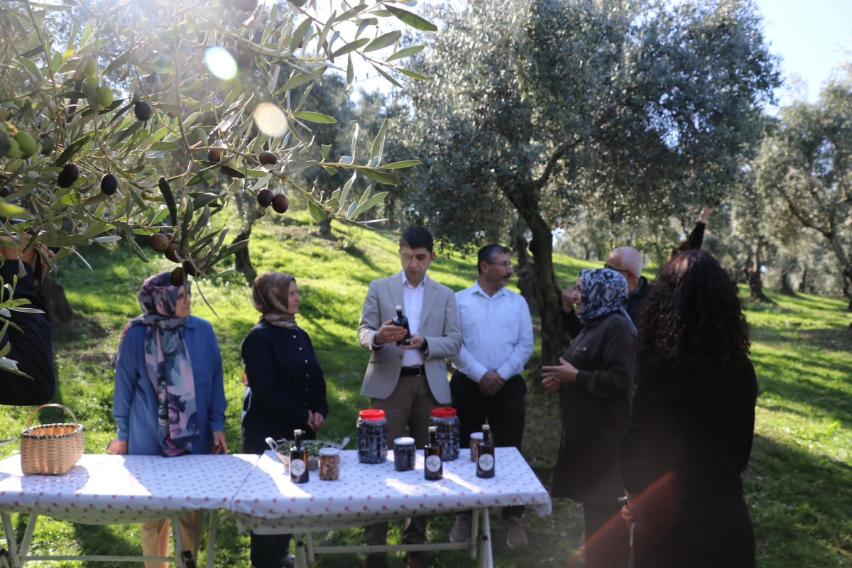 Alaçam’da Zeytin Yetiştiriciliği Yaygınlaşıyor