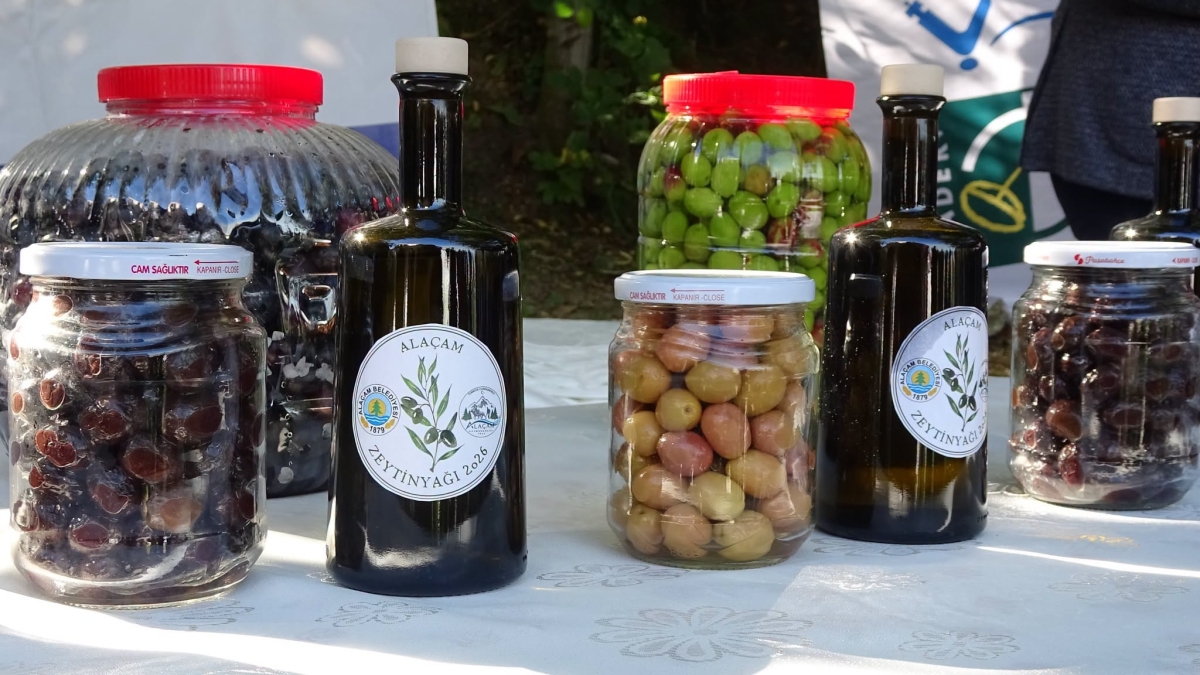Alaçam’da Zeytin Yetiştiriciliği Yaygınlaşıyor