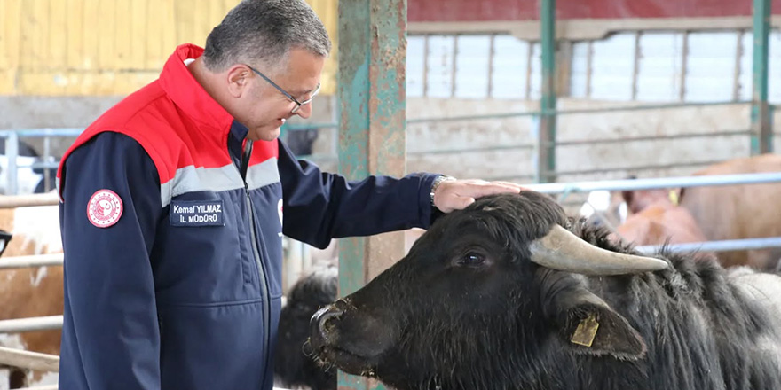 Samsun; Hayvancılıkta İlerleme Katediyor 