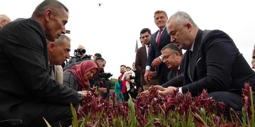 Samsun’da Salep Üretimi Katlanarak Büyüyor