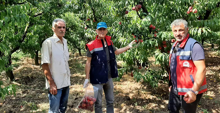 Samsun'da Şeftali Bahçelerinde Kalıntı Denetimi