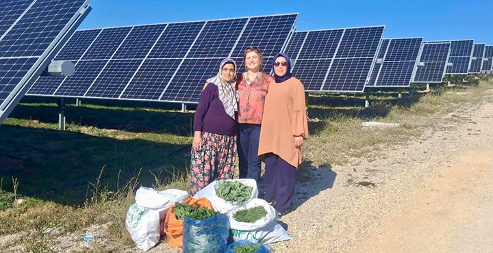 Ladik GES'te Agrivoltaik Tarımda Hasat Zamanı