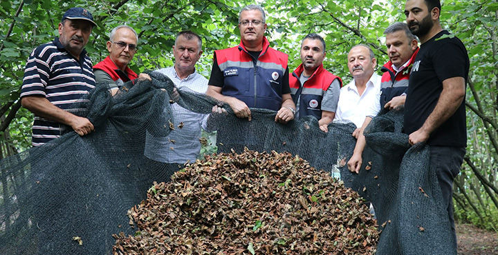 Fındık Hasadında File Dönemi: İşçilik Maliyeti Düşüyor