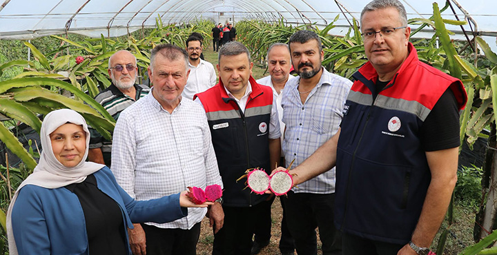 Çarşamba’da Ejder Meyvesi Üretimi Yaygınlaşıyor