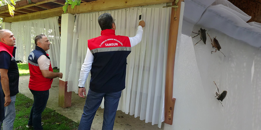 Kahverengi Kokarca ile Mücadelede Yeni Yöntem: 'Cezbet ve Yok Et'