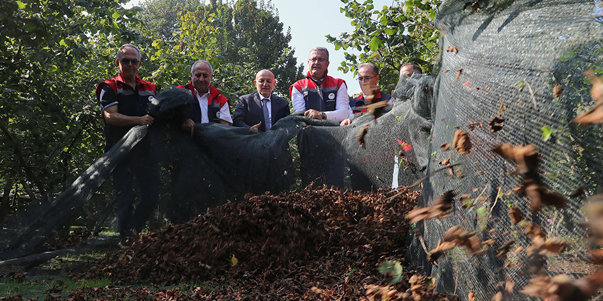 Samsun’da Fındık Hasadında Fileli Sistem Yaygınlaşıyor