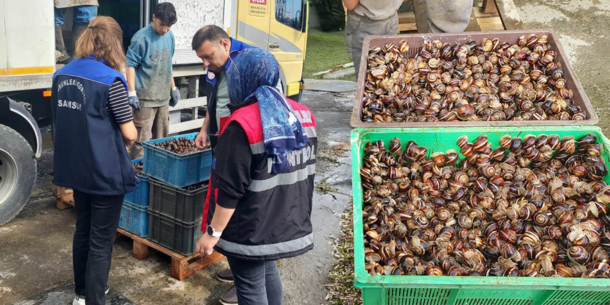 Çarşamba’da Canlı Kara Salyangozu Denetimi Gerçekleştirildi