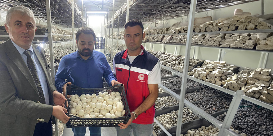 İlkadım’da Genç Girişimci Mantar Üretimine Başladı