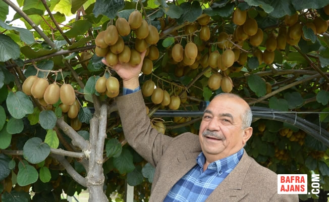 Süper Kivici Hasadı Bekliyor