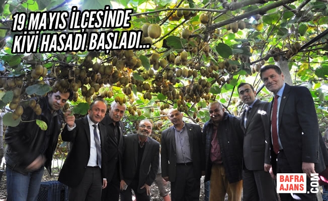 Tarım Cennetinde Kivi Hasadı Başladı