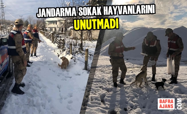 Jandarma Sokak Hayvanlarını Unutmadı