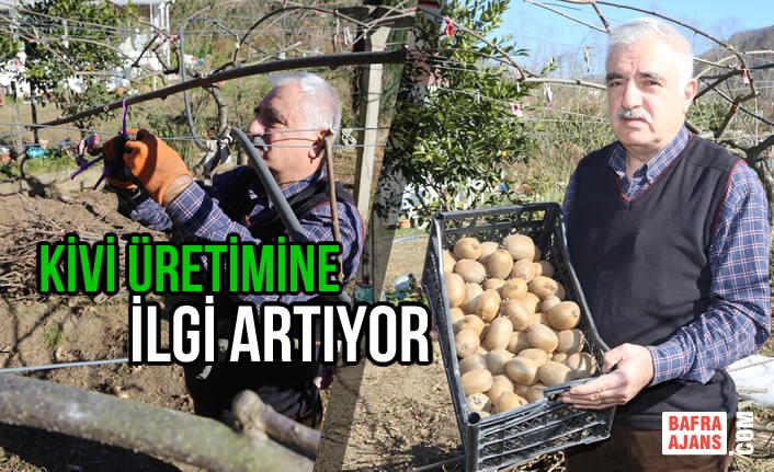 Kivi Üretimine İlgi Artıyor