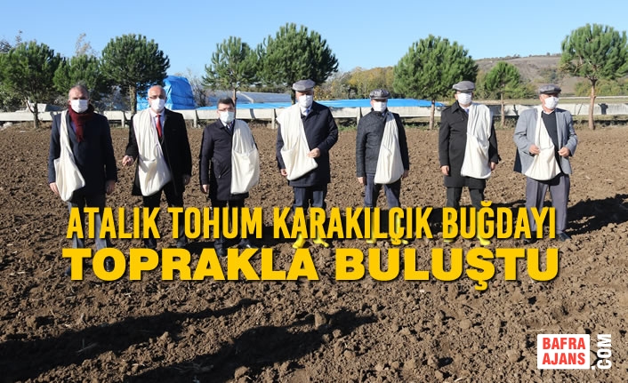 Atalık Tohum Karakılçık Buğdayı Toprakla Buluştu