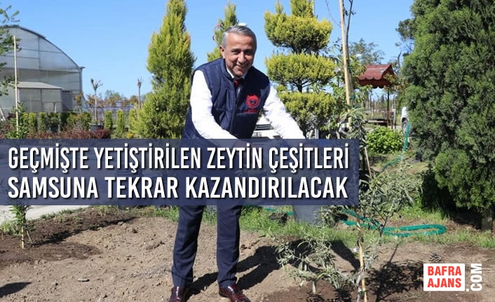 Geçmişte Yetiştirilen Zeytin Çeşitleri Samsun’a Tekrar Kazandırılacak