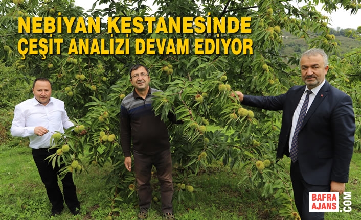 Nebiyan Kestanesinde Çeşit Analizi Devam Ediyor