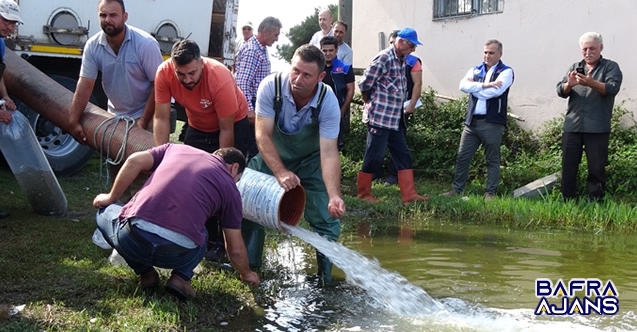 Samsun’da Göletlere 3 Milyon 200 Bin Yavru Sazan Balığı Bırakıldı