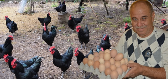 Organik Yumurta Üretimine Başladı