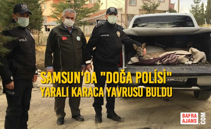 Samsun'da "Doğa Polisi" Yaralı Karaca Yavrusu Buldu