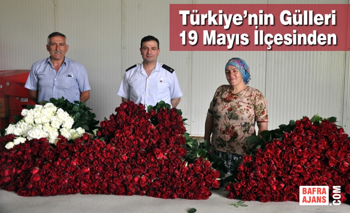 Türkiye’nin Gülleri 19 Mayıs İlçesinden