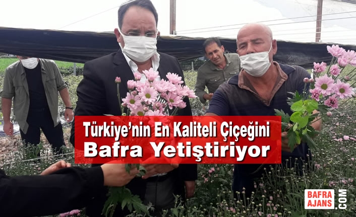 Türkiye’nin En Kaliteli Çiçeğini Bafra Yetiştiriyor