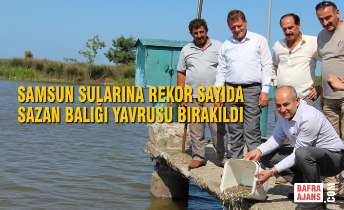 Samsun Sularına Rekor Sayıda Sazan Balığı Yavrusu Bırakıldı