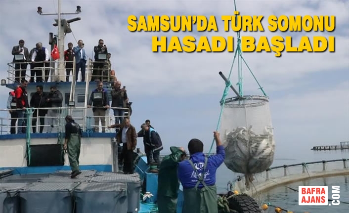 Samsun’da Türk Somonu Hasadı Başladı